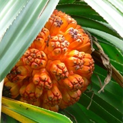 Wild Karuka (Pandanus Brosimos)