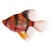 Starfire Red Longfin Barb Fish