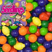 Dubble Bubble Seedlings