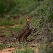Yellow-Necked Spurfowl