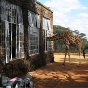 Feed or Have Breakfast With a Giraffe