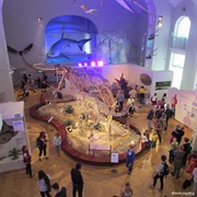 Museum of Natural History, Helsinki