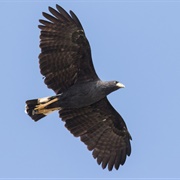 Great Black Hawk