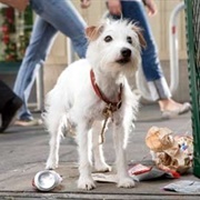 Friday (Hotel for Dogs)