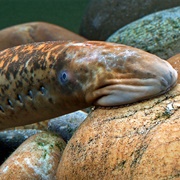Sea Lamprey