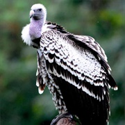 Ruppell's Griffon Vulture