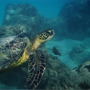 Morning, Scuba Diving, Hanauma Bay, HI