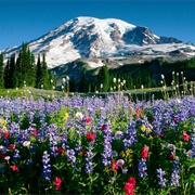Mount Rainier, Washington