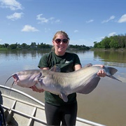 Catfish on Red River (MB)