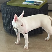 Bull Terriers Look Like Freaks of Nature