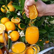 Fresh Florida Orange Juice