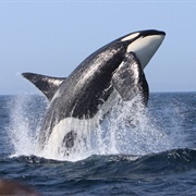 Whale Watching (Responsibly!)