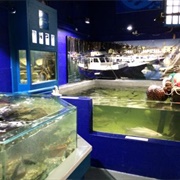 The Ilfracombe Aquarium