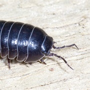 Common Pillbug