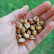 American Hazelnut (Corylus Americana)