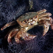 Horsehair Crab