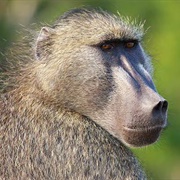 Chacma Baboon