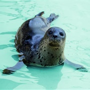 Cornish Seal Sanctuary