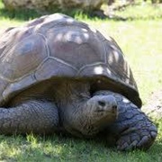 Aldabra Tortoise