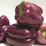 Purple Beauty Sweet Bell Pepper