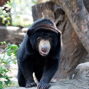 Meet Sun Bears in Borneo, Malaysia