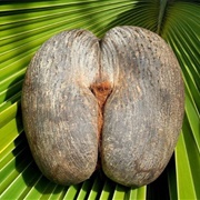 Double Coconut