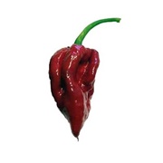 Naga Viper Pepper