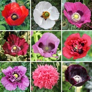 Breadseed or Opium Poppies