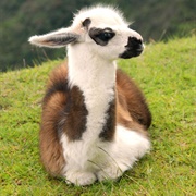 Llama
