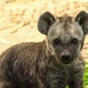 Hyena