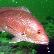 Red Snapper