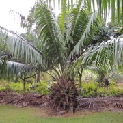 American Oil Palm (Elaeis Oleifera)