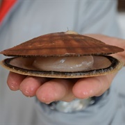 Eat the Whole Scallop (QC) Aqua Labadie