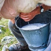 Fresh Unpasteurized Milk