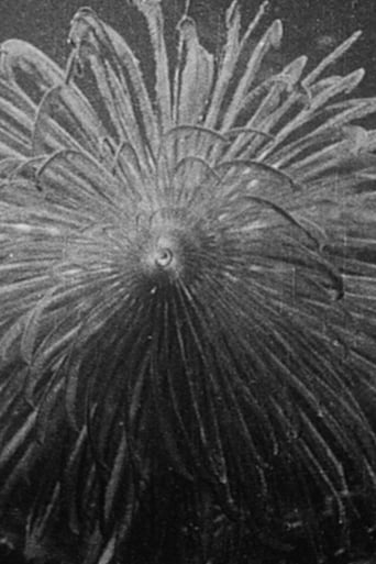 Hyas and Stenorhynchus (1927)