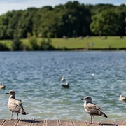 Cosmeston Lakes Country Park