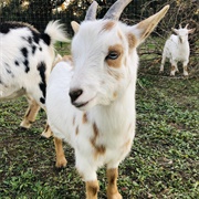 Nigerian Dwarf Goat