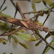 Malaysian Walking Leaf