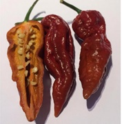 Bhut Jolokia Chocolate Pepper