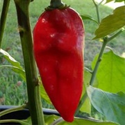 Devil's Tongue Pepper
