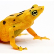 Panamanian Golden Frog