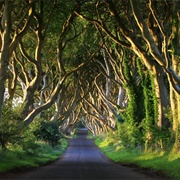 Bregagh Road, Ballymoney (Dark Hedges)
