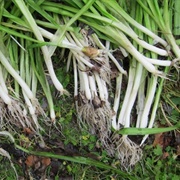 Three Cornered Leek