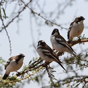 White-Browed Sparrow Weaver
