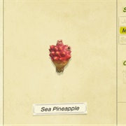 Sea Pineapple