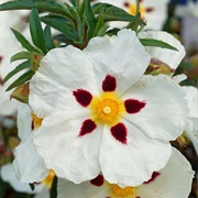 Rockrose