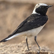 Pied Wheatear