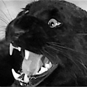 Panther (Cat People)