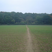 Whippendell Wood, Watford, UK