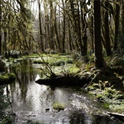 Quinault Rainforest